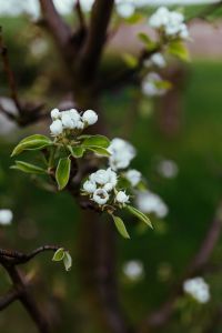 Close-ups of leaves, flowers and fruit on trees, part 1