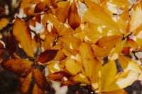 Yellow leaves of magnolia in autumn