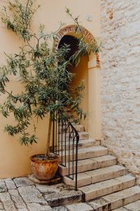Kaboompics - Olive tree in a ceramic pot stands by the stairs, Rovinj, Croatia