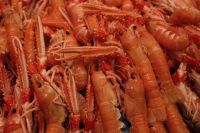 Kaboompics - Fresh Langoustines at Seafood Market