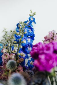 Kaboompics - Various multicolored fresh flowers
