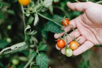 Kaboompics - Cherry tomatoes grow on a plant in the garden