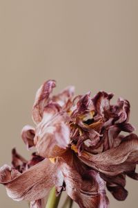 Dried flowers and leaves - still life backgrounds