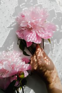 Kaboompics - Peonies on white marble background