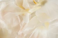 Kaboompics - Floral Compositions - Backgrounds - Wallpapers - White Fabric
