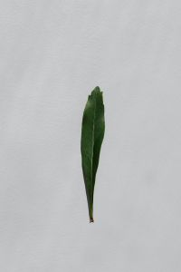 Kaboompics - Leaf