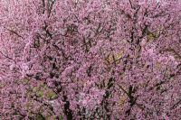 Cherry plum - Prunus cerasifera