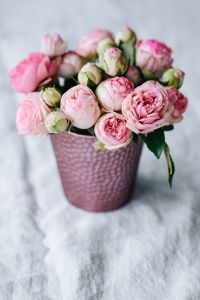 Pink roses in pot
