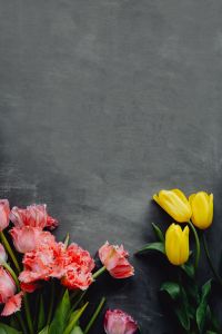 Colorful flowers on grey background with copy space