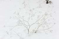 Snow on dry twigs