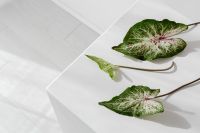 Kaboompics - Caladium leaf in a vase