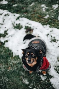 Small dog with warm jacket