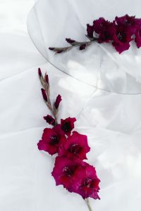Kaboompics - Neutral backgrounds - flowers in vases