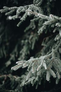 Kaboompics - Frozen Spruce