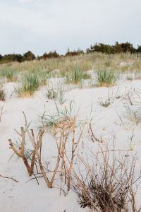 Kaboompics - Grass on a beach