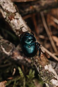 Worm beetle in the forest