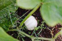 Small white pumpkins grow in the garden