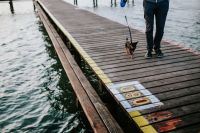 Kaboompics - Little dog on a pier