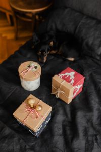 Kaboompics - Christmas gifts for a cute little dog