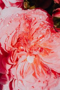 Kaboompics - Rose petals with water drops - flower
