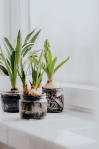 Hyacinths and Muscari planted in jars