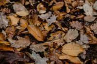 Autumn leaves - shades of brown and orange