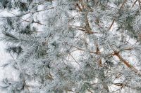 Kaboompics - Branch covered with snow - background - wallpaper