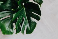 Kaboompics - Dark green leaves of monstera