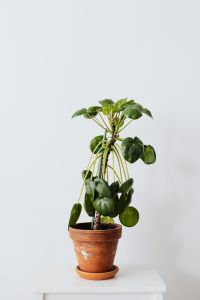 Pilea in a pot on a white background
