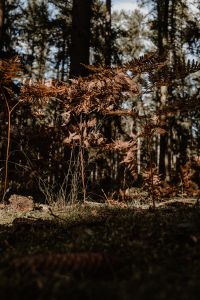 Kaboompics - Felce - forest - woods