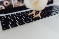 Newborn little chicken and laptop
