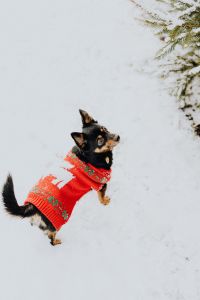 Kaboompics - Small dogs play on the snow