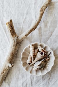 Kaboompics - Stick - seashells - white background