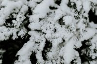 Kaboompics - Close-ups of snowy trees