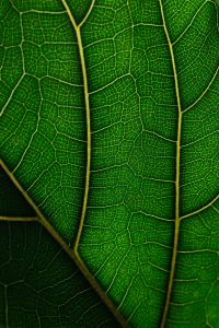 Ficus Lyrata Leaf