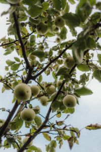 Abundant Harvest: Apple Trees in Full Bloom