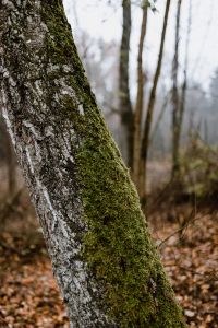 Kaboompics - Moss on a tree