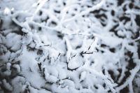 Kaboompics - Close-ups of snowy trees