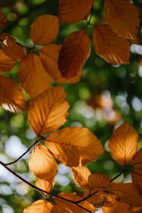 Kaboompics - Leaves