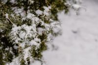 Branches covered with fresh snow // Yew, Coniferous Tree