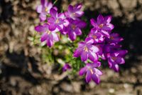 Kaboompics - Purple crocuses blooming in spring