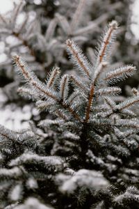 Branches covered with fresh snow // Spruce, Coniferous Tree