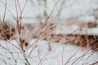 Close-ups of snowy trees
