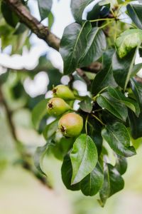 Pears grow on the tree