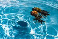 Kaboompics - Pineapple in a swimming pool