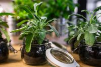 Kaboompics - Green plants in glass jars on a table