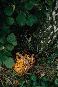 Picking mushrooms chantarelle in the woods