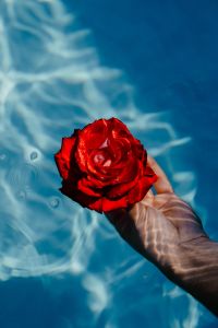 Kaboompics - Hand & fresh garden rose on the blue water of a swimming pool