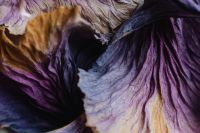 Kaboompics - Dried purple cabbage leaves - background - wallpaper