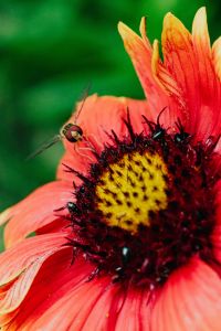 Vespidae - wasp on flower